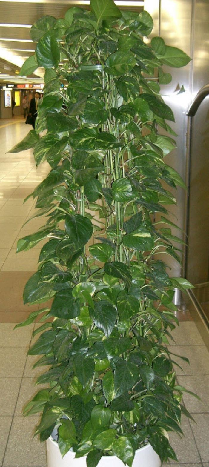 Plant photo of: Epipremnum aureum